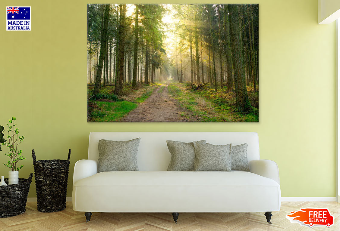 Road in Huge Tree Forest Photograph Print 100% Australian Made