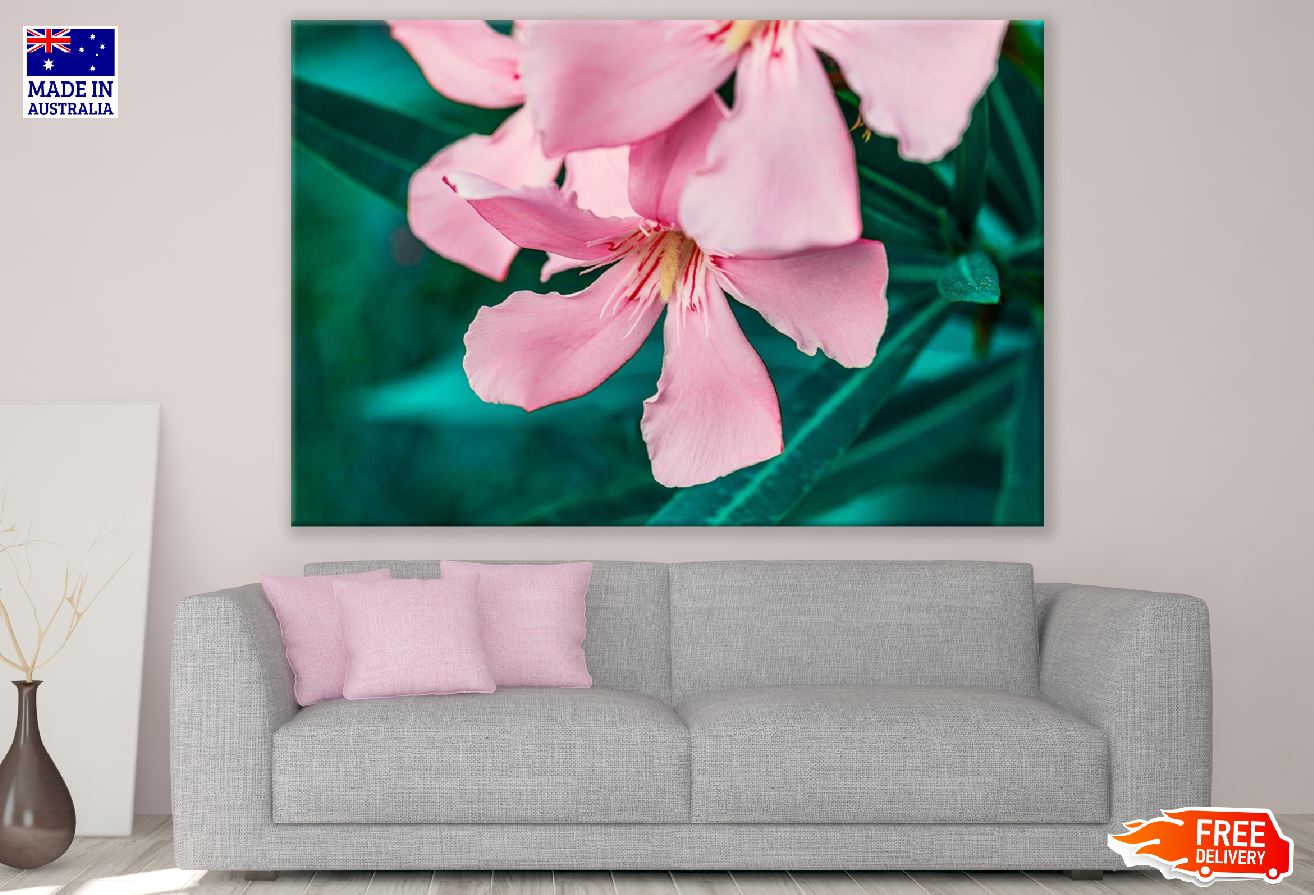 Pink Oleander Flower Closeup Photograph Print 100% Australian Made
