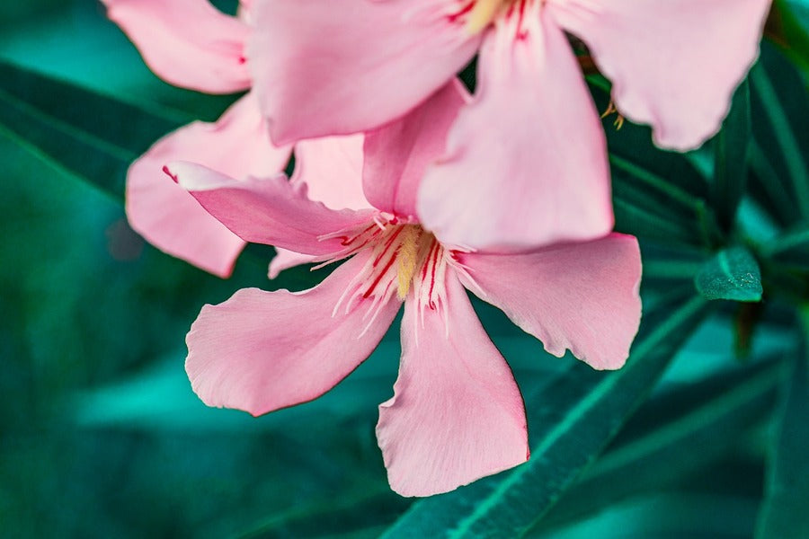 Pink Oleander Flower Closeup Photograph Print 100% Australian Made