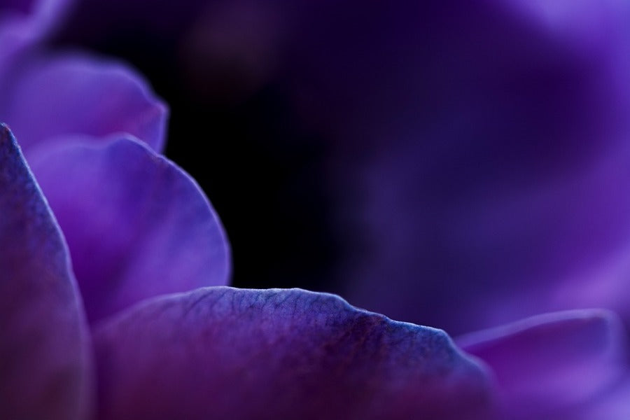 Purple Crocus Flower Petals Closeup Photograph Print 100% Australian Made