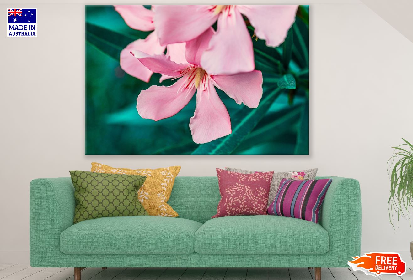 Pink Oleander Flower Closeup Photograph Print 100% Australian Made
