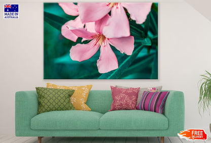 Pink Oleander Flower Closeup Photograph Print 100% Australian Made