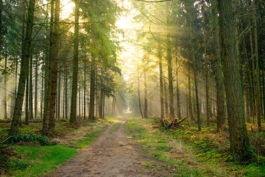 Road in Huge Tree Forest Photograph Print 100% Australian Made