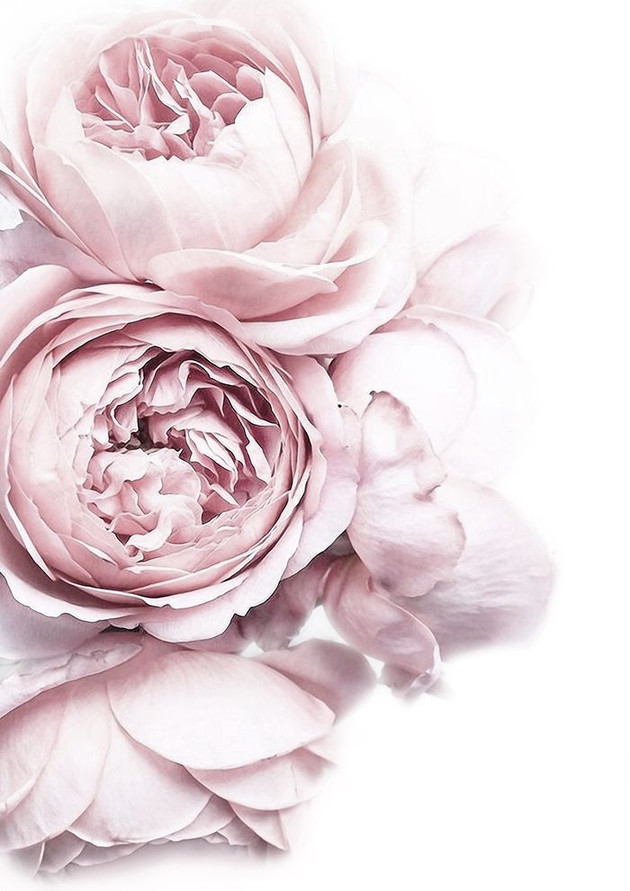 Peony Flower Closeup Photograph Print 100% Australian Made