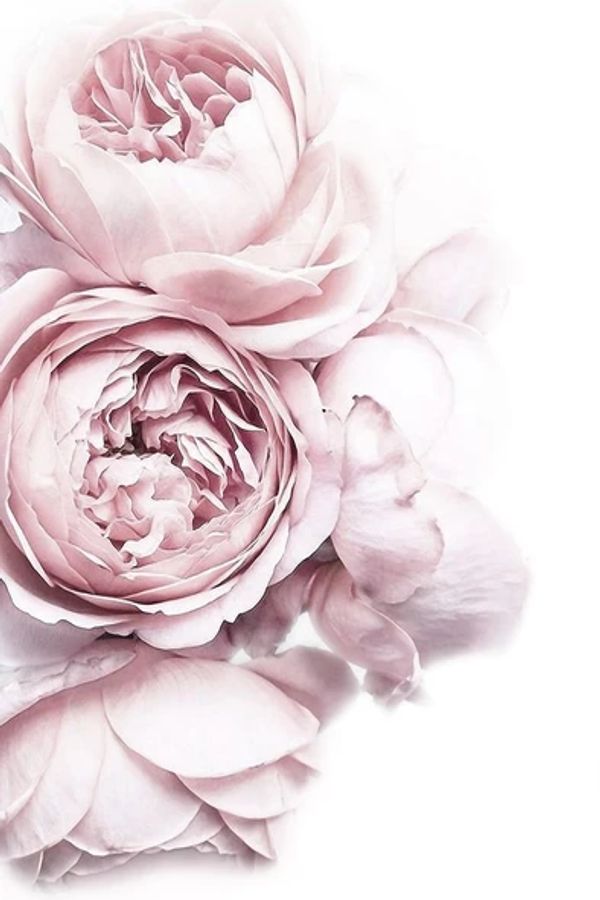 Rose Flowers Painting Print 100% Australian Made