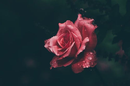 Rose Flower Closeup Photograph Print 100% Australian Made