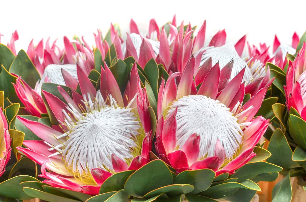 Wallpaper Murals Peel and Stick Removable King Protea Flower High Quality