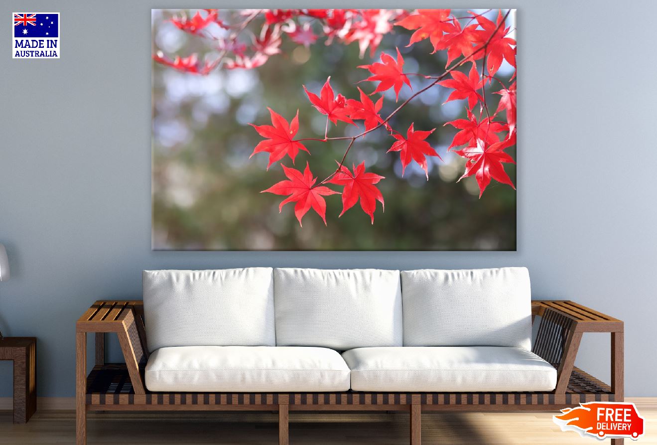 Red Maple Leaves Branch Photograph Print 100% Australian Made