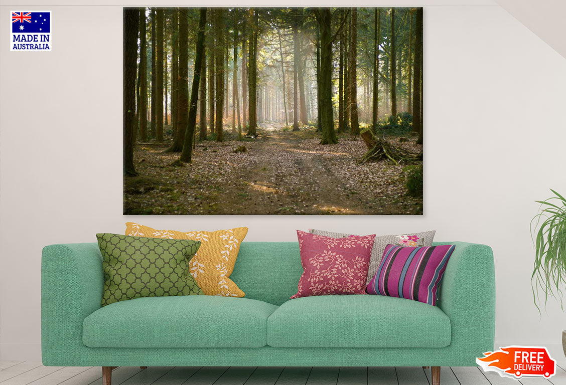 Road in Huge Tree Forest Photograph Print 100% Australian Made