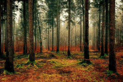 Colorful Autumn Forest Scenery Photograph Print 100% Australian Made