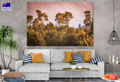 Mixed Pine Hardwood Forest Photograph Print 100% Australian Made