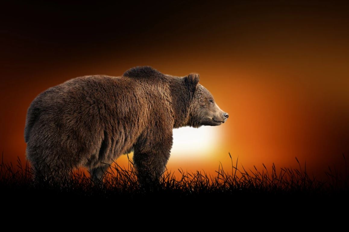 Bear Walking at Sunset Scenery Home Decor Premium Quality Poster Print Choose Your Sizes