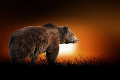 Bear Walking at Sunset Scenery Home Decor Premium Quality Poster Print Choose Your Sizes