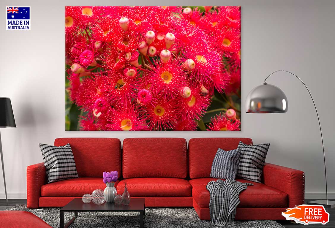 Red Gum Blossom Flower Photograph Print 100% Australian Made