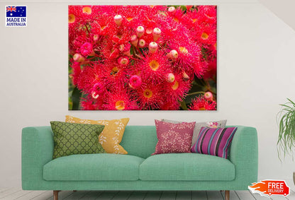 Red Gum Blossom Flower Photograph Print 100% Australian Made