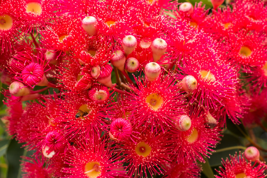 Red Gum Blossom Flower Photograph Print 100% Australian Made