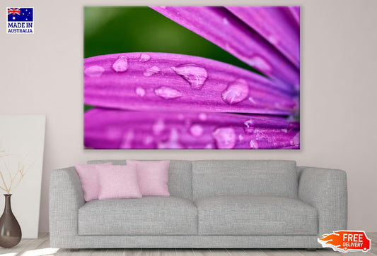 Purple Flower Petals with Water Droplet Photograph Print 100% Australian Made