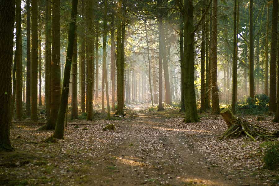 Road in Huge Tree Forest Photograph Print 100% Australian Made