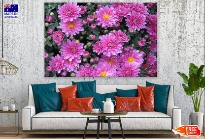 Pink Aster Flowers & Chrysanthemum Flowers Photograph Print 100% Australian Made