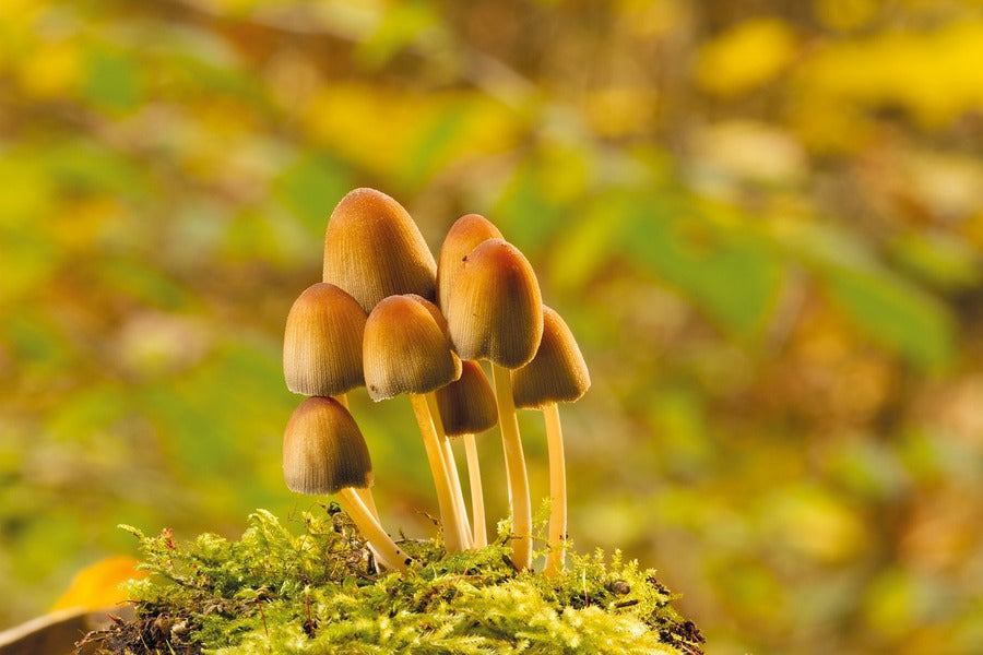 Mica Ink Cap Mushrooms Photograph Print 100% Australian Made