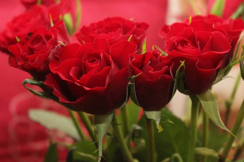 Red Rose Flower Bouquet Photograph Print 100% Australian Made