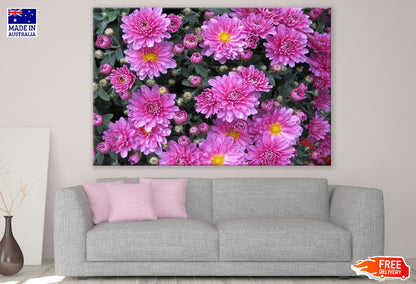 Pink Aster Flowers & Chrysanthemum Flowers Photograph Print 100% Australian Made