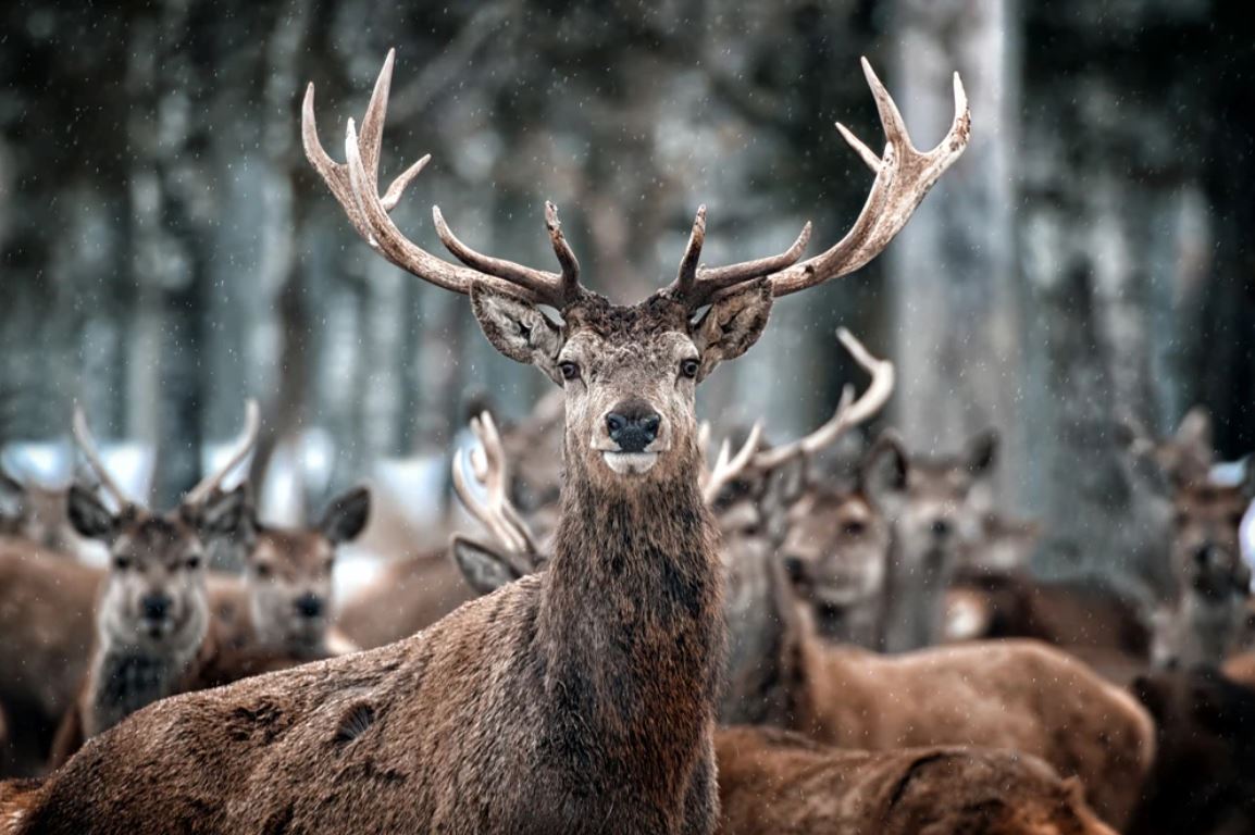 Deers Portrait Photograph Home Decor Premium Quality Poster Print Choose Your Sizes