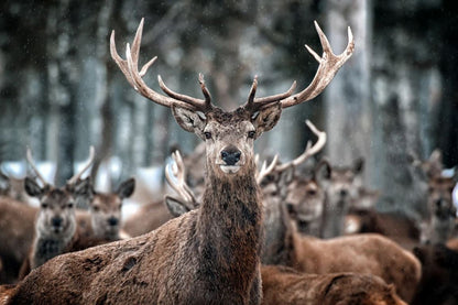 Deers Portrait Photograph Home Decor Premium Quality Poster Print Choose Your Sizes