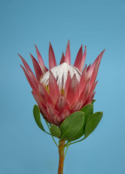 Flower Closeup Photograph Home Decor Premium Quality Poster Print Choose Your Sizes