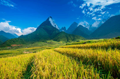 Bella Home Beautiful Rice Paddy Fields Print Canvas Ready to hang