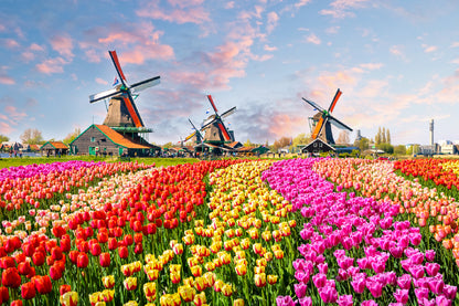 Colorful Tulip Fields Photograph Netherland Print 100% Australian Made