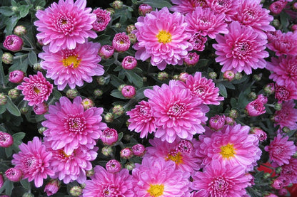 Pink Aster Flowers & Chrysanthemum Flowers Photograph Print 100% Australian Made