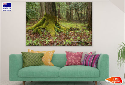 Mossy Tree Trunk Photograph Print 100% Australian Made