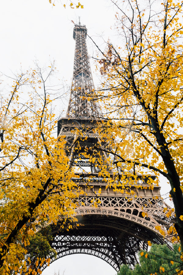 Yellow Trees Near Eiffel Tower Photograph Print 100% Australian Made