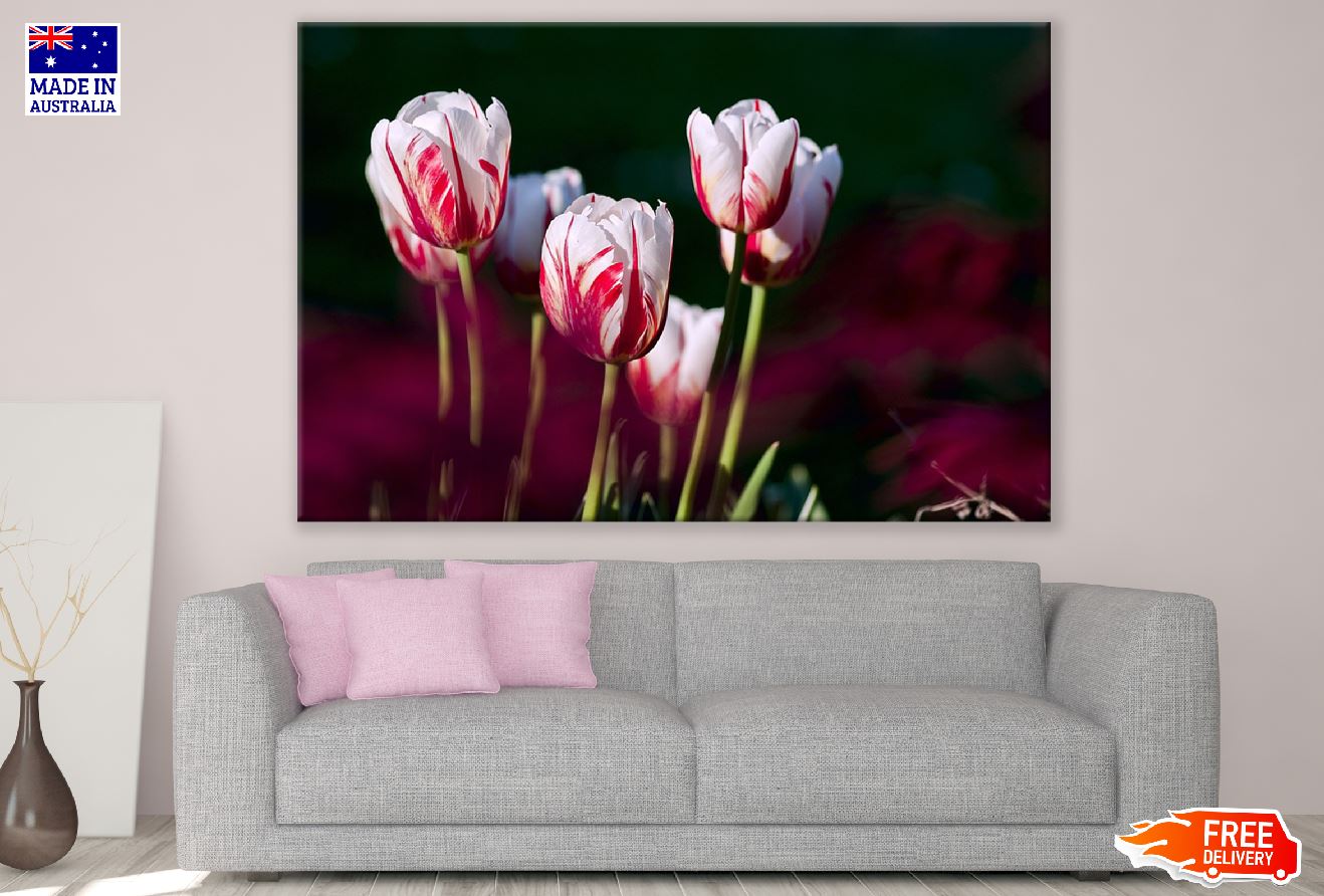 Red White Tulip Flowers Closeup Photograph Print 100% Australian Made