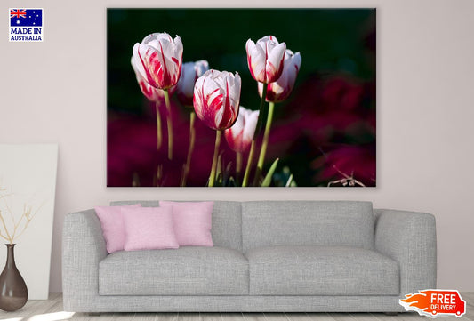 Red White Tulip Flowers Closeup Photograph Print 100% Australian Made