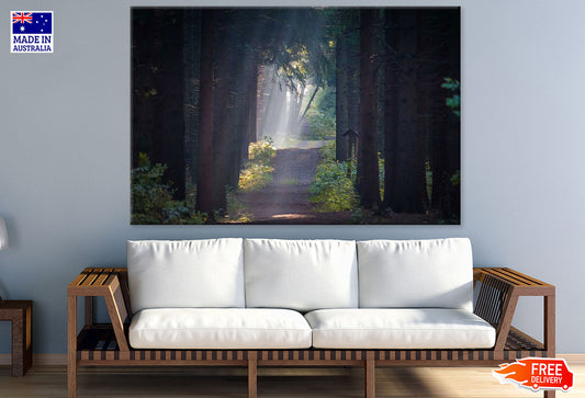 Road in Huge Tree Forest Photograph Print 100% Australian Made