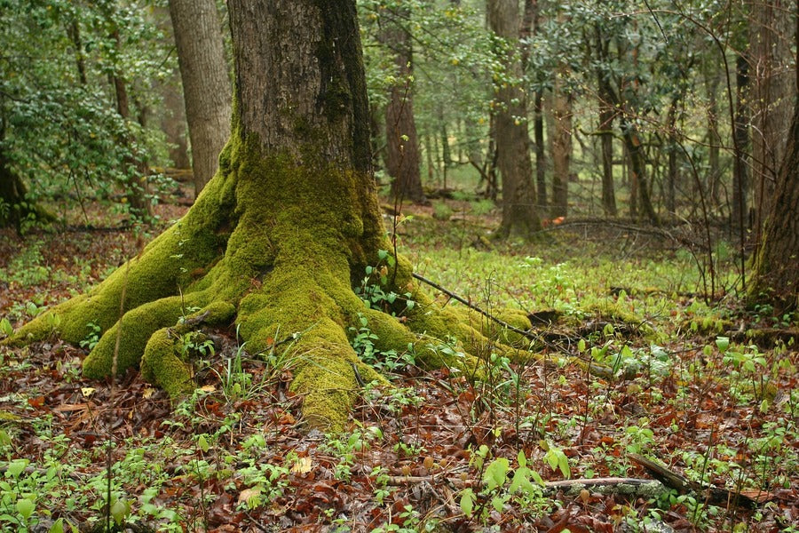 Mossy Tree Trunk Photograph Print 100% Australian Made