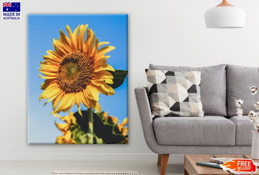 Sunflower Closeup Photograph Print 100% Australian Made