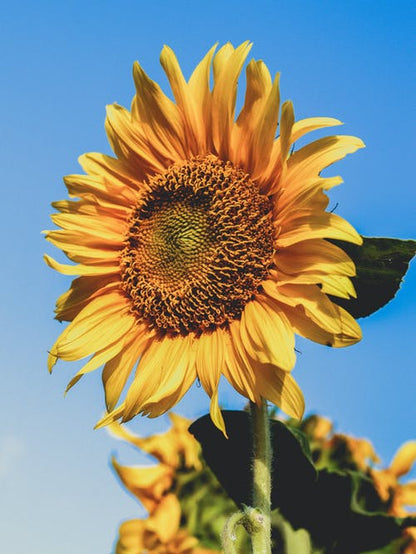 Sunflower Closeup Photograph Print 100% Australian Made