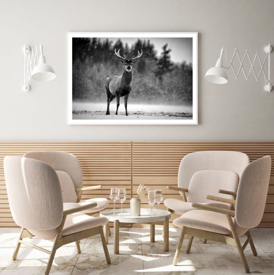 Deer Portrait B&W Photograph Home Decor Premium Quality Poster Print Choose Your Sizes