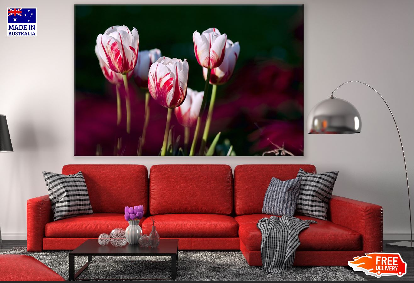 Red White Tulip Flowers Closeup Photograph Print 100% Australian Made