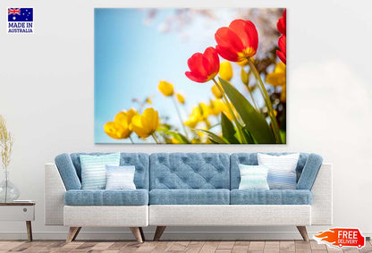 Red & Yellow Tulip Flowers View Photograph Print 100% Australian Made