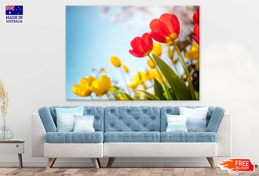 Red & Yellow Tulip Flowers View Photograph Print 100% Australian Made