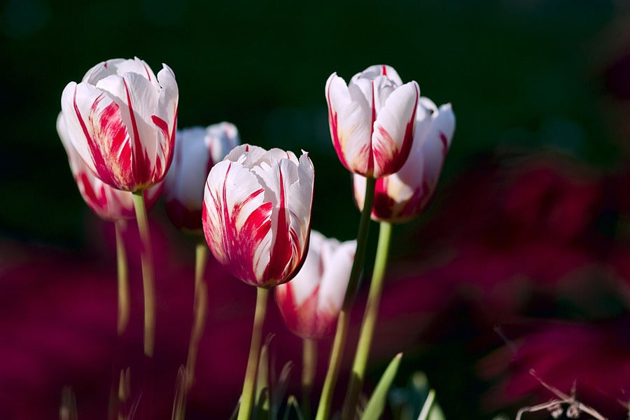 Red White Tulip Flowers Closeup Photograph Print 100% Australian Made