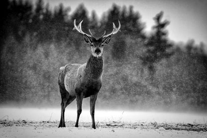 Deer Portrait B&W Photograph Home Decor Premium Quality Poster Print Choose Your Sizes