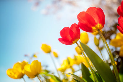 Red & Yellow Tulip Flowers View Photograph Print 100% Australian Made