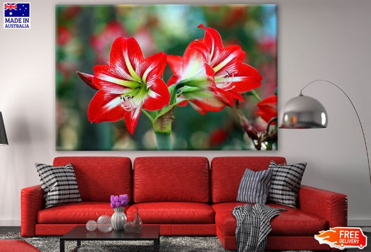 Red Flowers Closeup Photograph Print 100% Australian Made