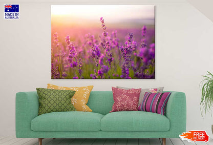 Purple Lavender Flowers Sunset Photograph Print 100% Australian Made