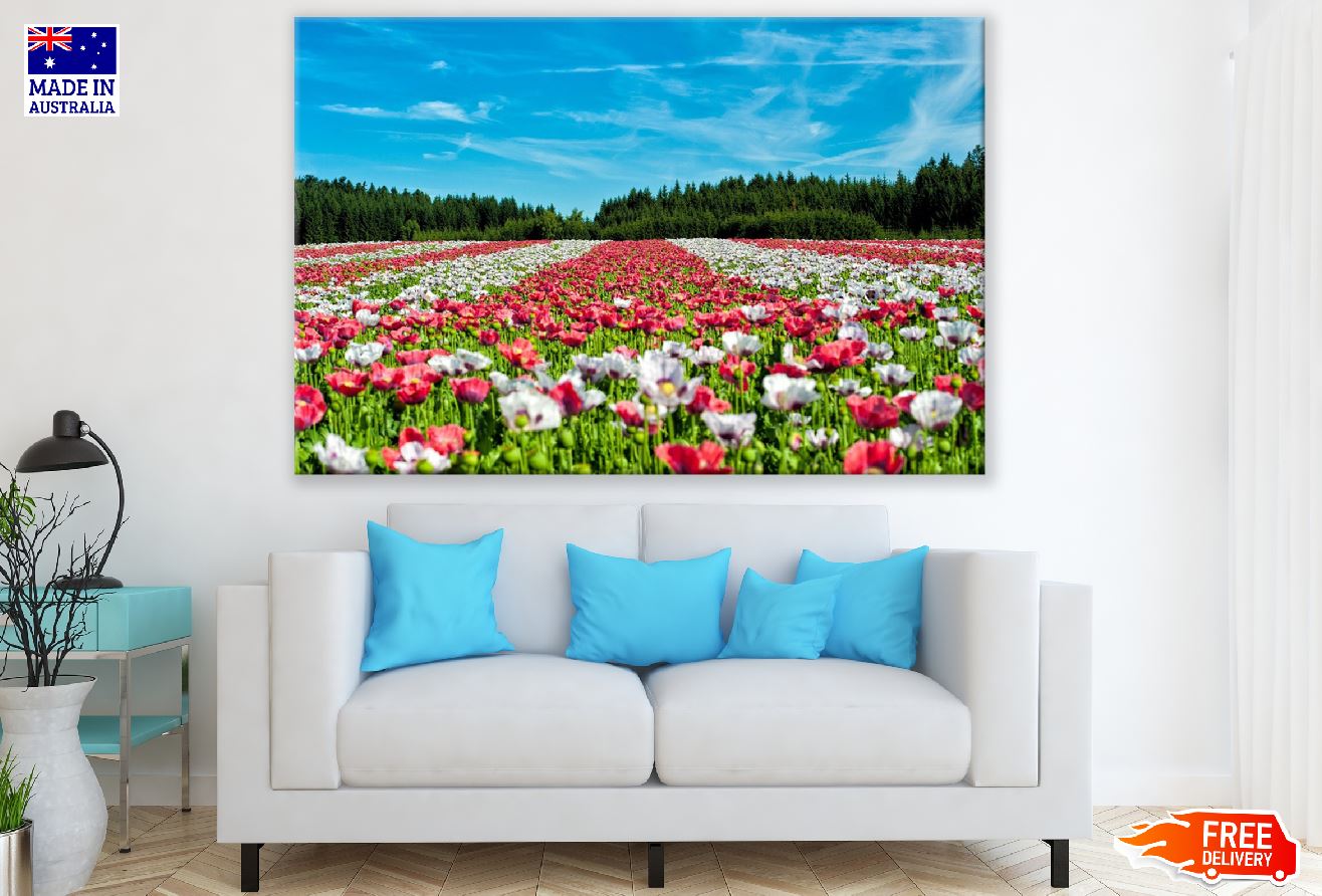 White and Red Flower Field Photograph Print 100% Australian Made